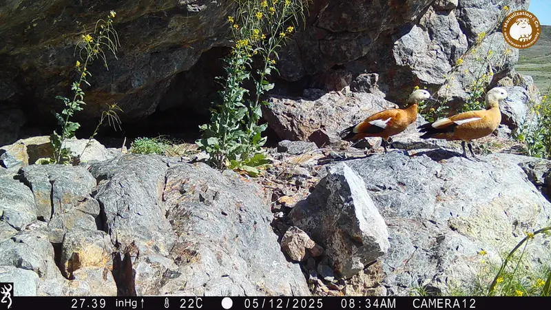 A photograph of Ruddy shelduck from Zhundy 1 camera trap