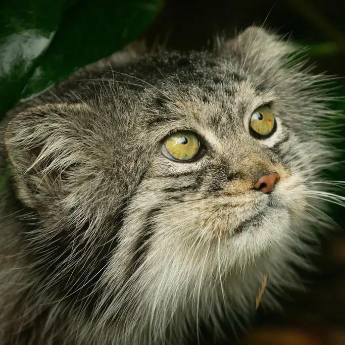 A photograph of Wei Shand in The Big Cat Sanctuary