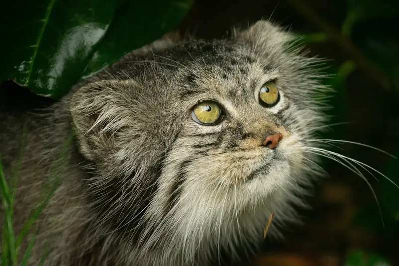 A photograph of Wei Shand in The Big Cat Sanctuary
