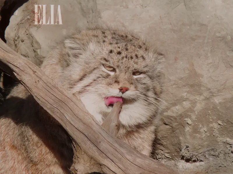 A photograph of Olaf in Calgary Zoo / Wilder Institute