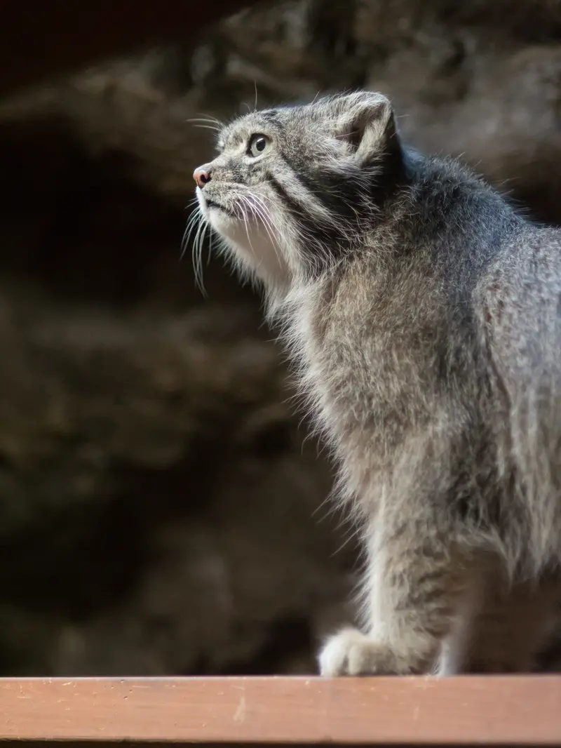 A photograph of Klyon in Ueno Zoological Gardens