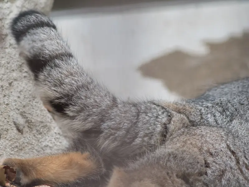 A photograph of Figa in Nogeyama Zoo