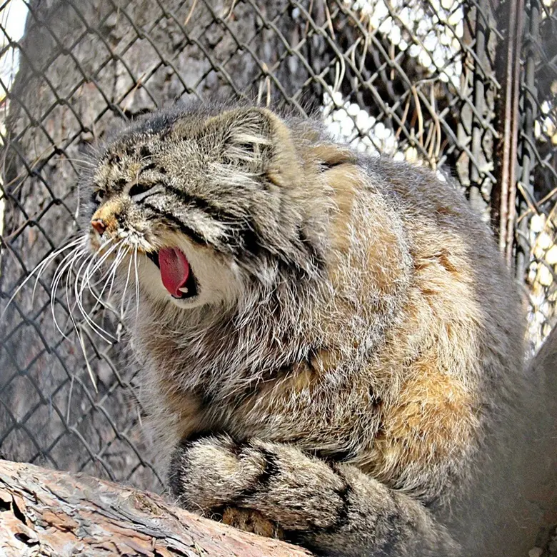 A photograph of Zelenogorsk in Novosibirsk Zoo