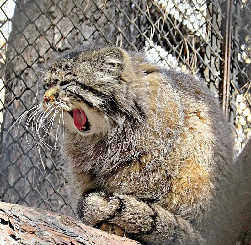 A photograph of Zelenogorsk in Novosibirsk Zoo