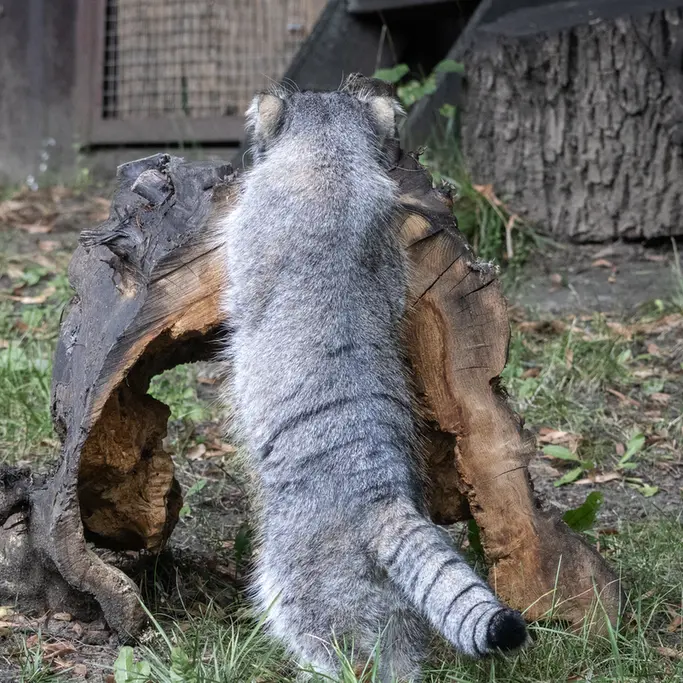 A photograph of Timofey in Moscow zoo