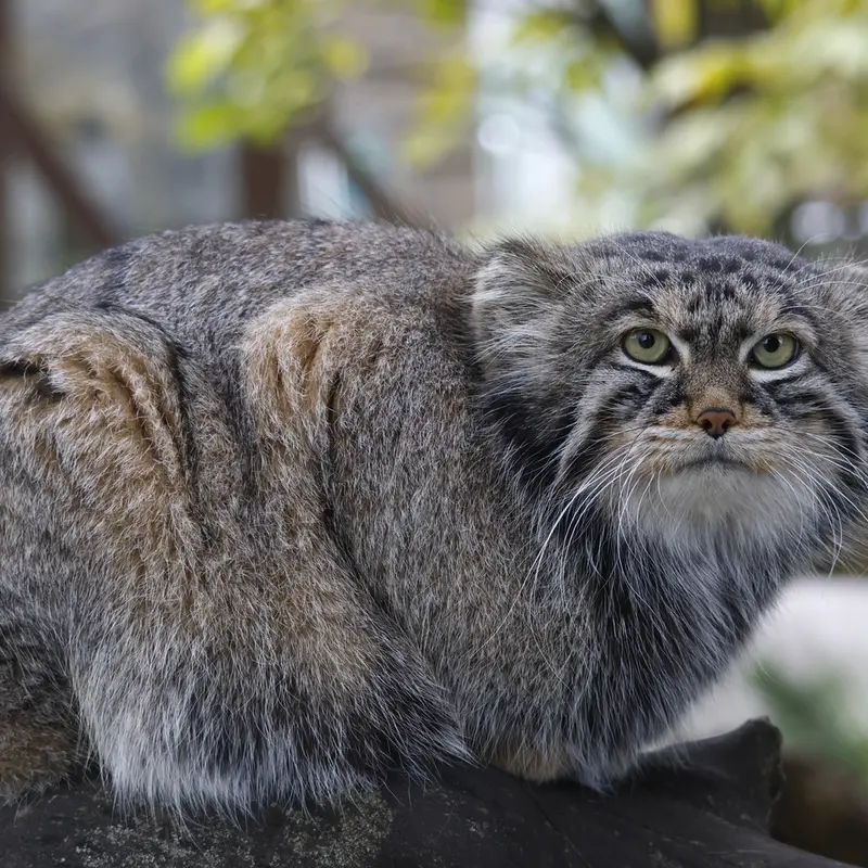 A photograph of Timofey in Moscow zoo