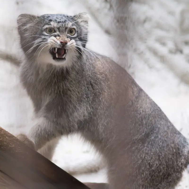 A photograph of Figa in Nogeyama Zoo