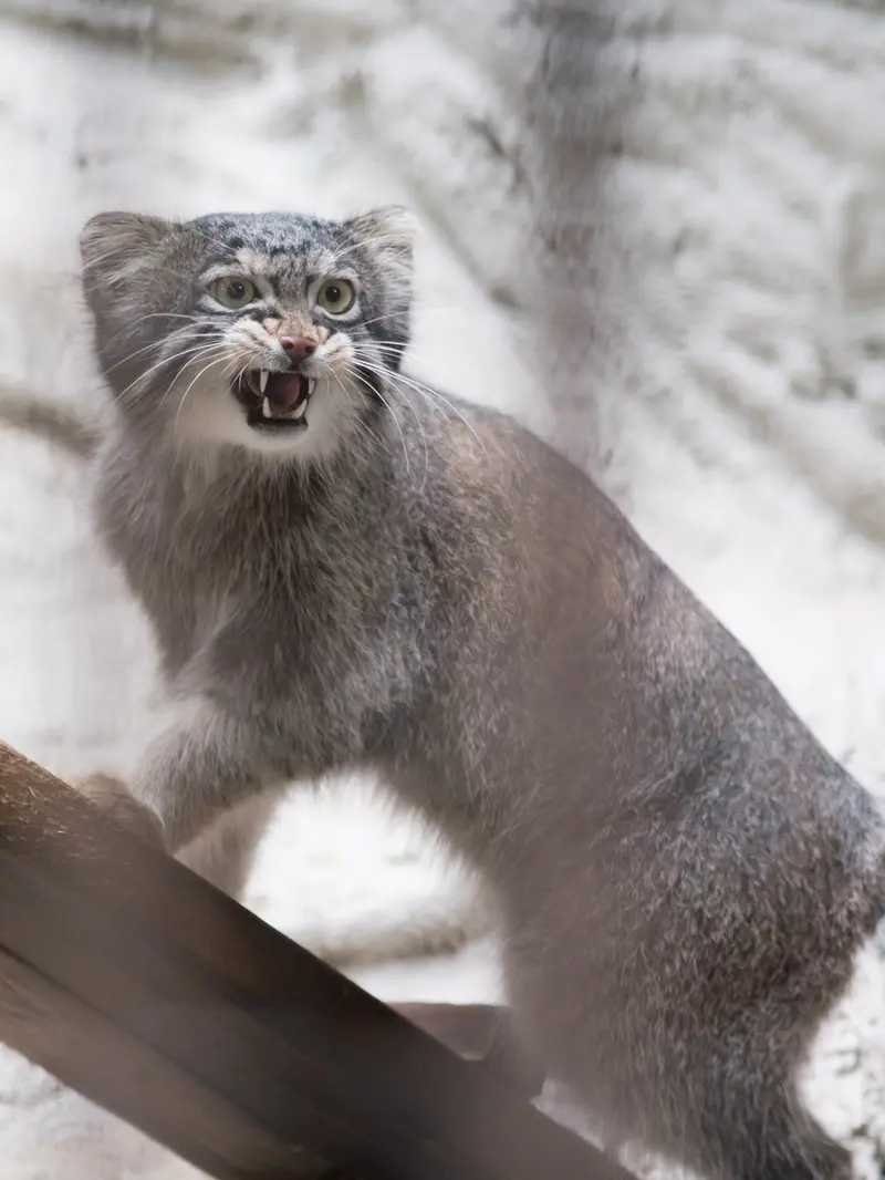 A photograph of Figa in Nogeyama Zoo