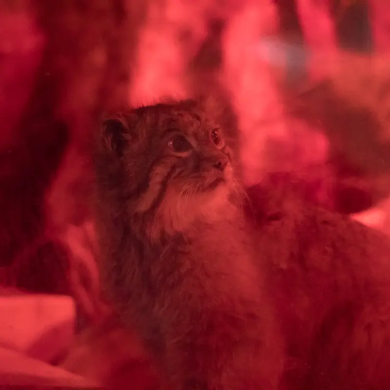 A photograph of Naim in Ueno Zoological Gardens