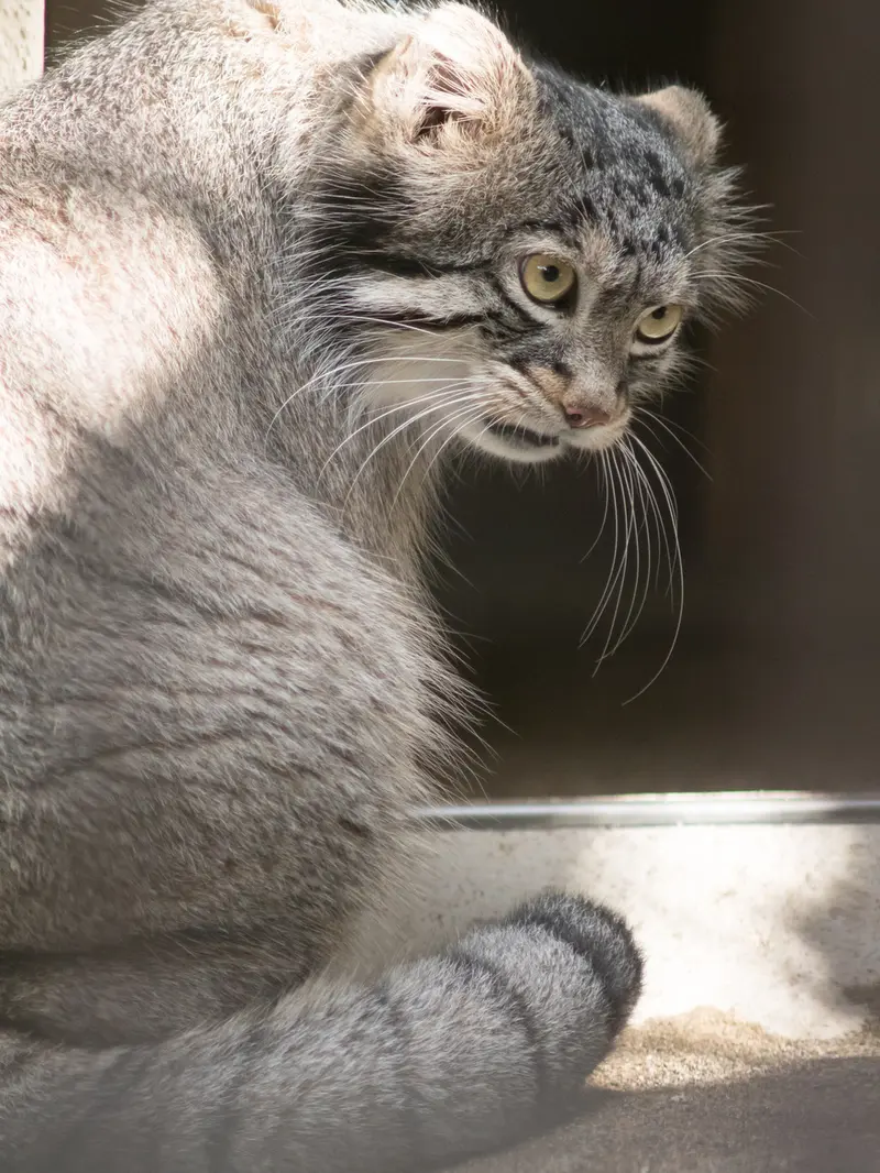 A photograph of Figa in Nogeyama Zoo