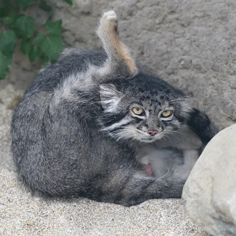 A photograph of Nar in Kobe Animal Kingdom