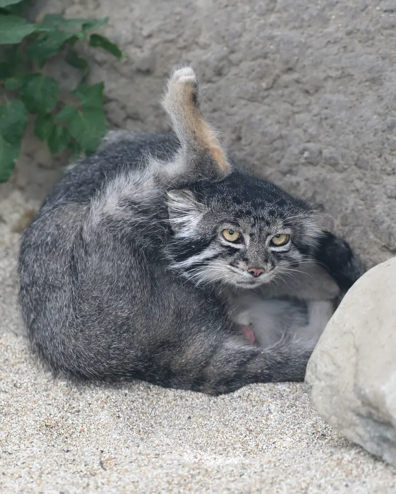 A photograph of Nar in Kobe Animal Kingdom