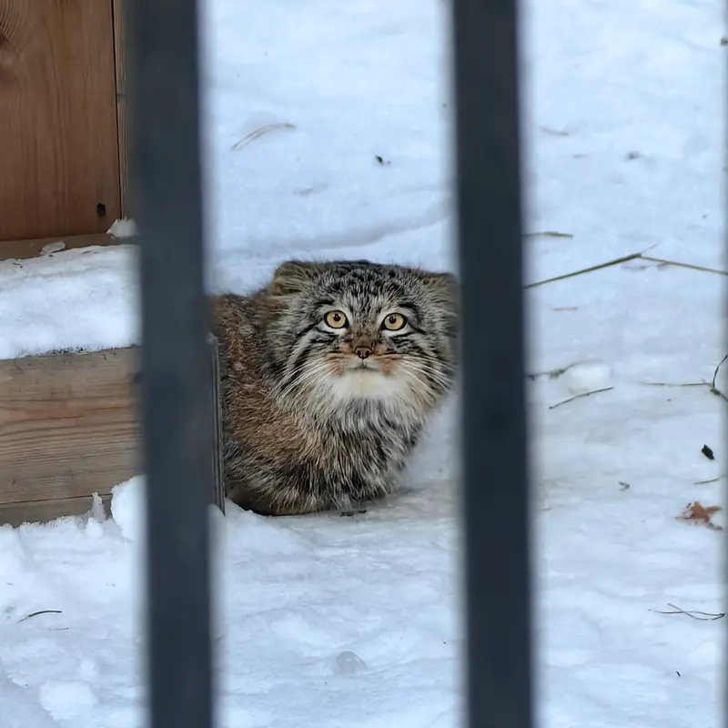 A photograph of Son of Snezhinka b.2025 Ⅲ in Novosibirsk Zoo