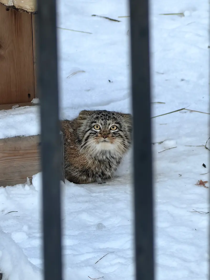 A photograph of Son of Snezhinka b.2025 Ⅲ in Novosibirsk Zoo