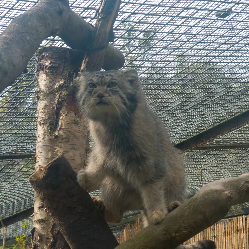 A photograph of Akiko in Edinburgh Zoo