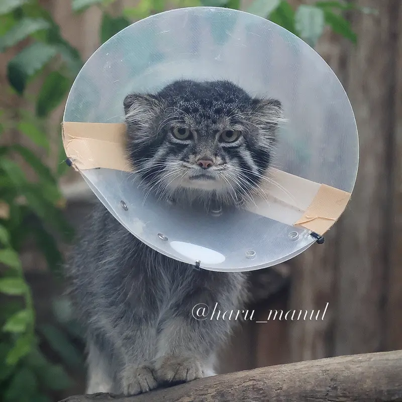 A photograph of Nar in Kobe Animal Kingdom