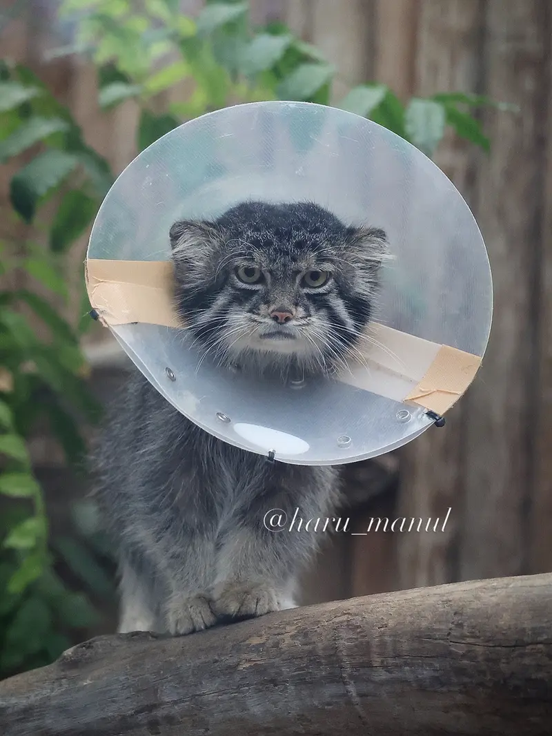 A photograph of Nar in Kobe Animal Kingdom