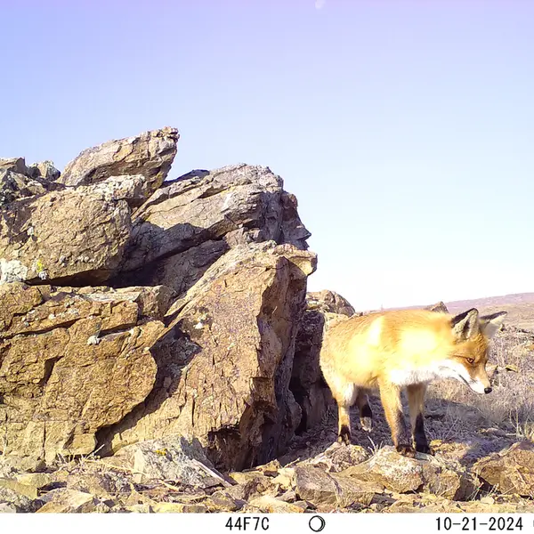 A photograph of Red fox from Karashoky camera trap