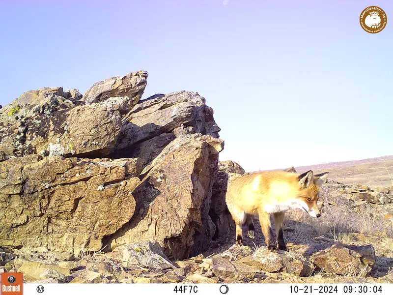 A photograph of Red fox from Karashoky camera trap