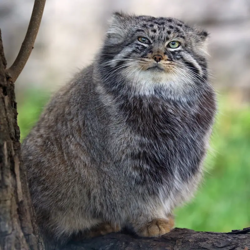 A photograph of Darlay in Moscow zoo