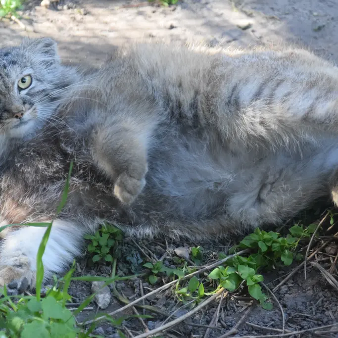 A photograph of Lucy in Budapest Zoo & Botanical Garden