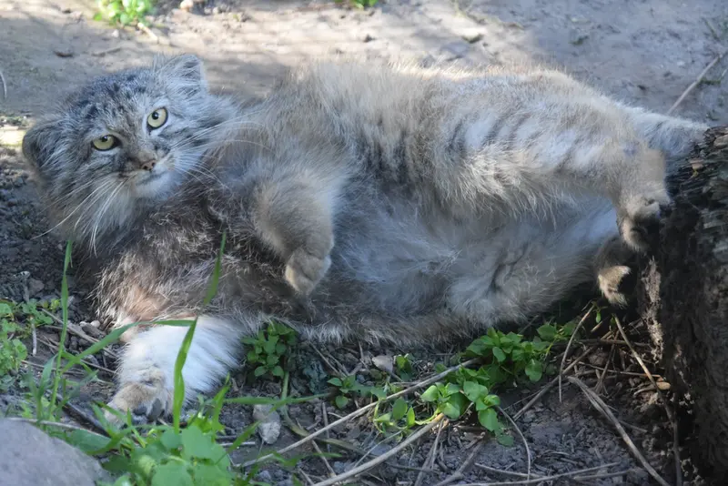 A photograph of Lucy in Budapest Zoo & Botanical Garden
