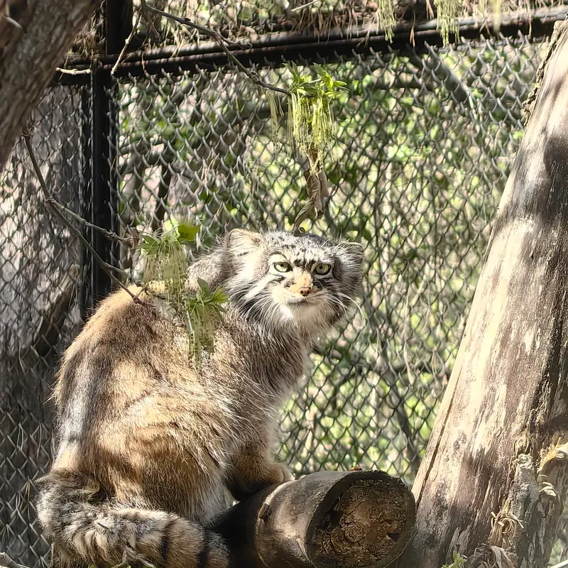 A photograph of Zosya in Novosibirsk Zoo