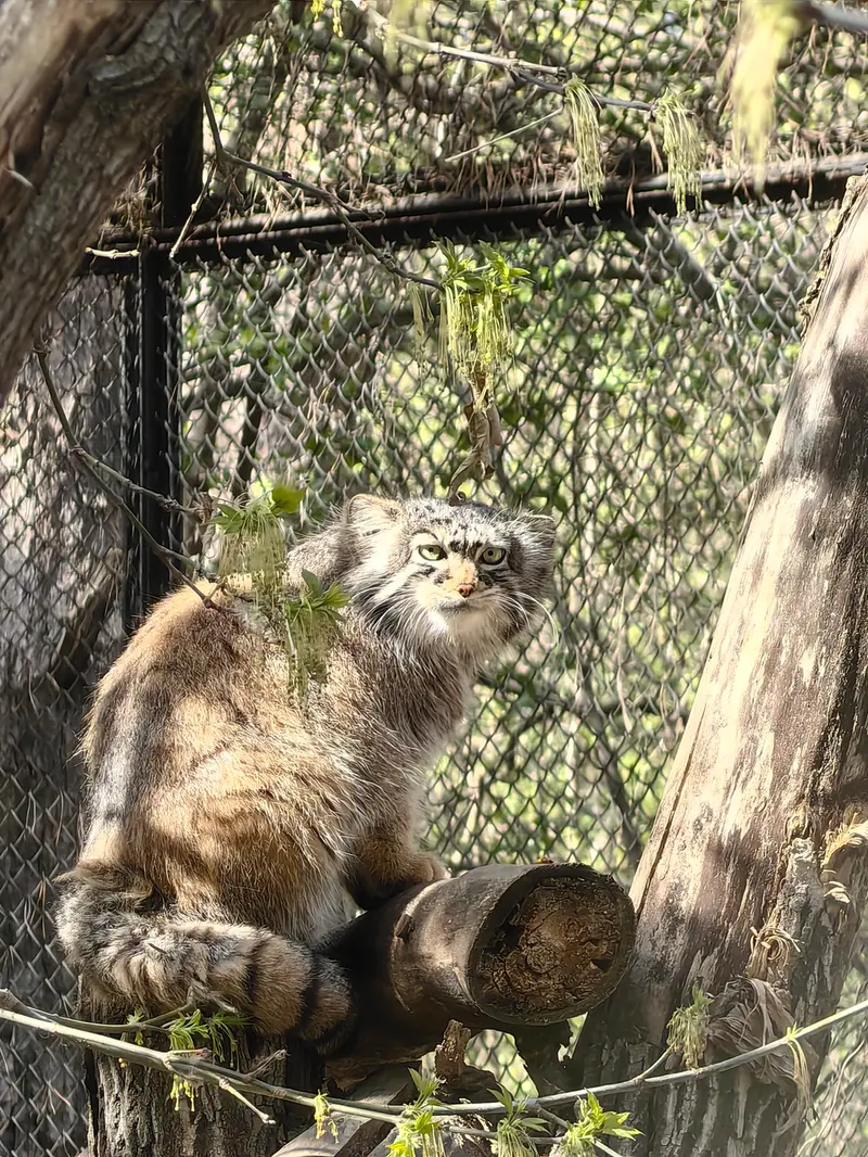 A photograph of Zosya in Novosibirsk Zoo