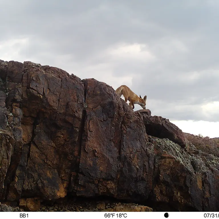 A photograph of Red fox from Aktas-Kunkora [new] camera trap