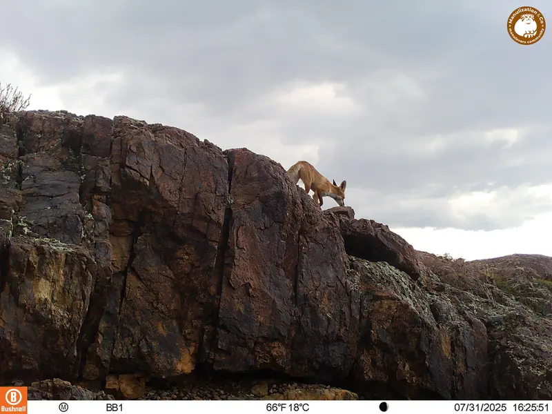 A photograph of Red fox from Aktas-Kunkora [new] camera trap