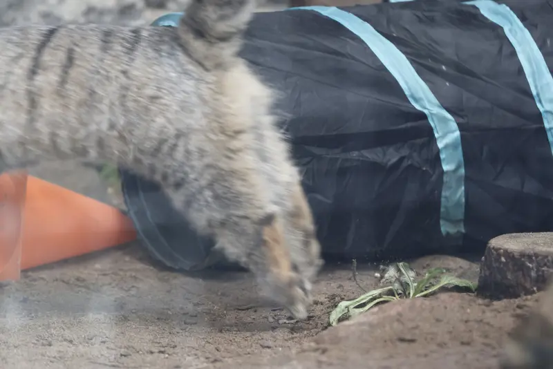 A photograph of a Pallas's cat in Leningrad zoo