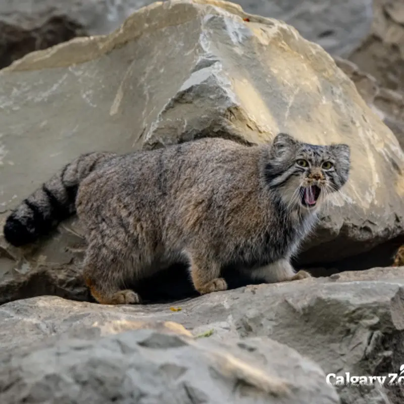 A photograph of Nox in Calgary Zoo / Wilder Institute
