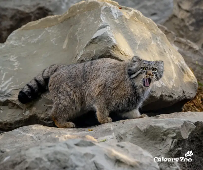 A photograph of Nox in Calgary Zoo / Wilder Institute