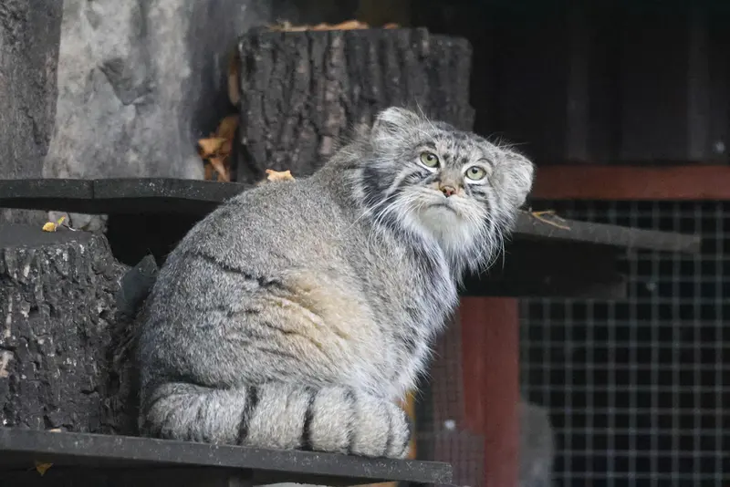 A photograph of Timofey in Moscow zoo