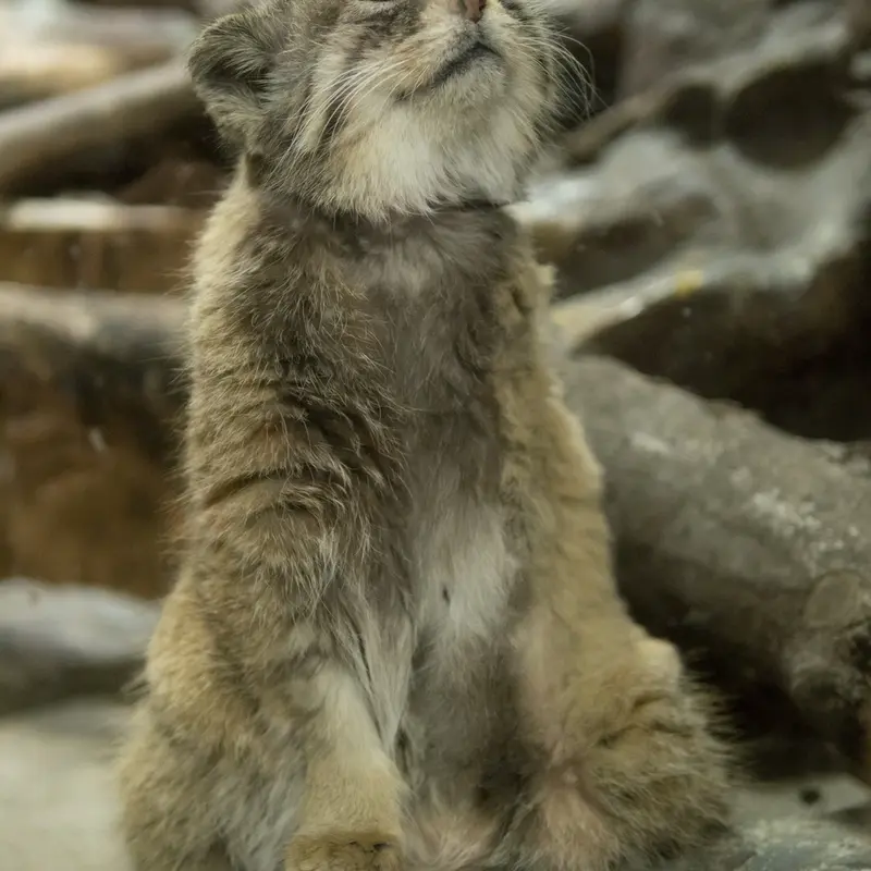 A photograph of Primula in Ueno Zoological Gardens