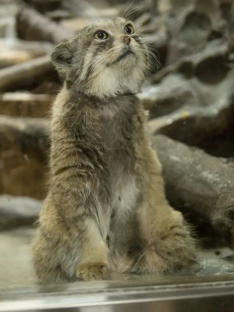 A photograph of Primula in Ueno Zoological Gardens