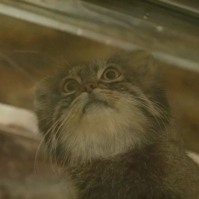 A photograph of Figa in Ueno Zoological Gardens