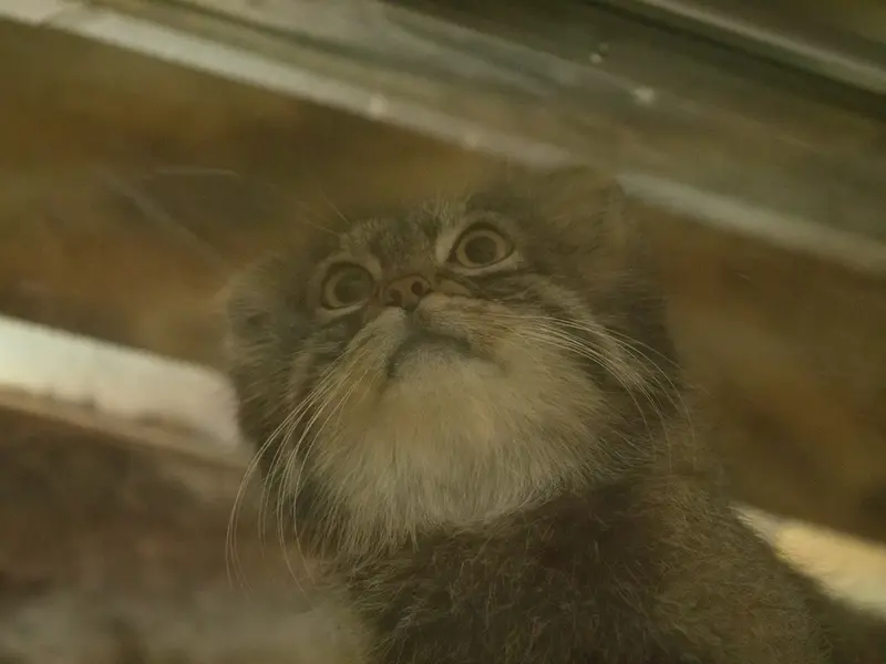 A photograph of Figa in Ueno Zoological Gardens