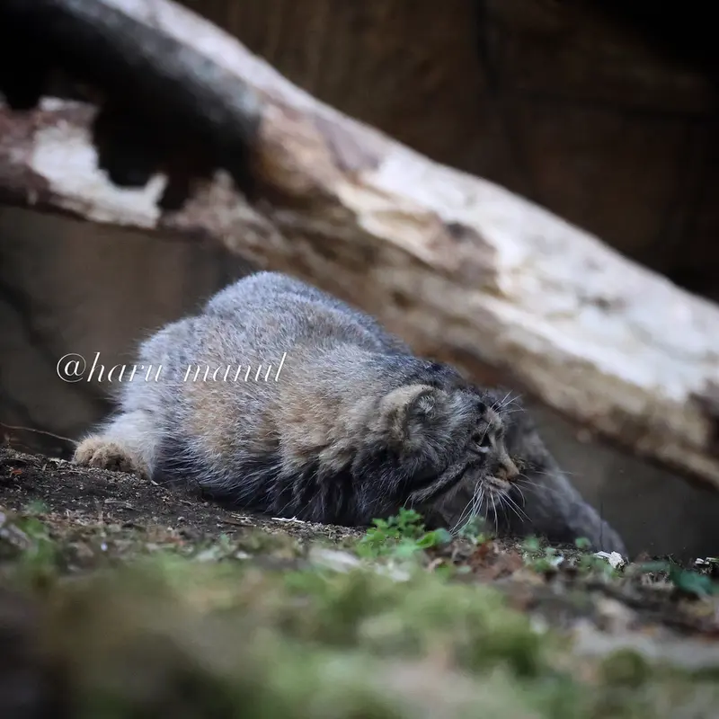 A photograph of Nagomu in Nasu Animal Kingdom