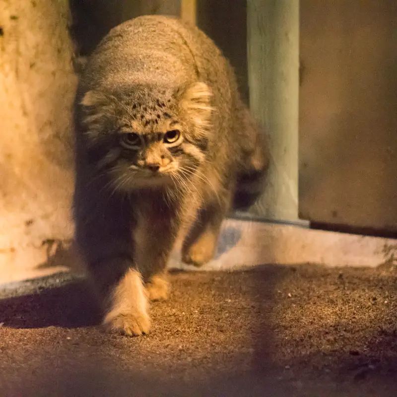 A photograph of Figa in Nogeyama Zoo