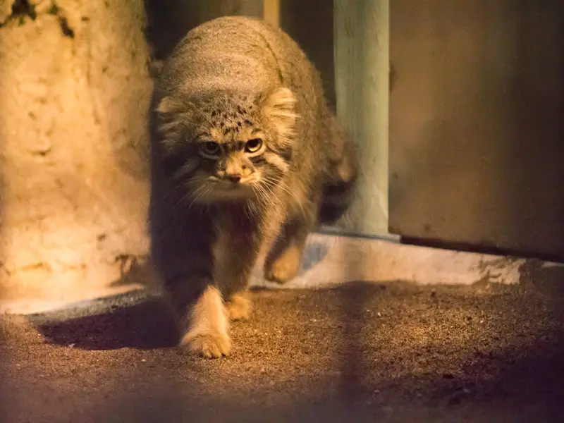 A photograph of Figa in Nogeyama Zoo