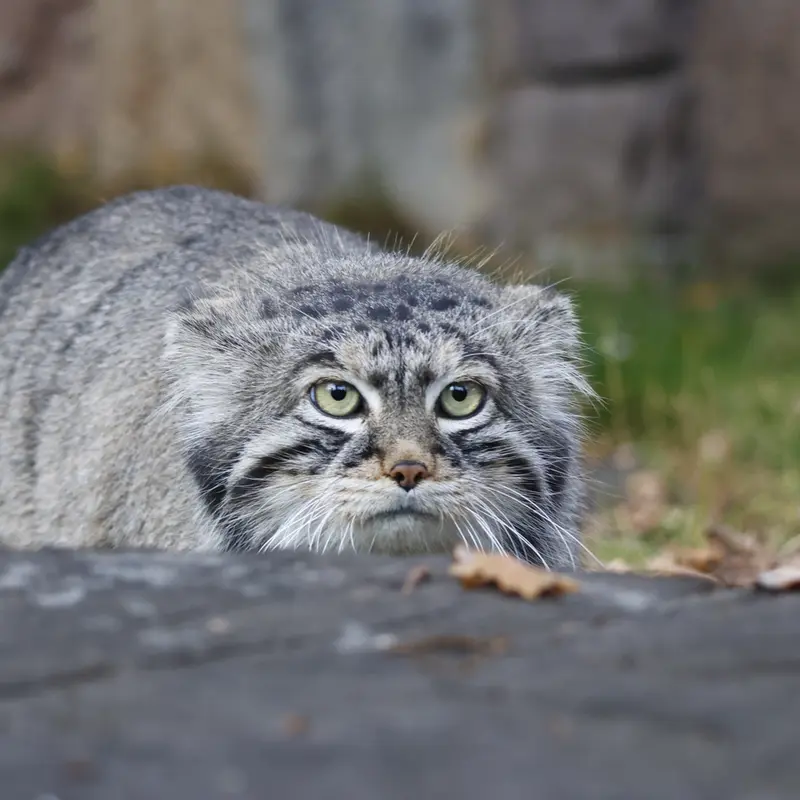 A photograph of Timofey in Moscow zoo