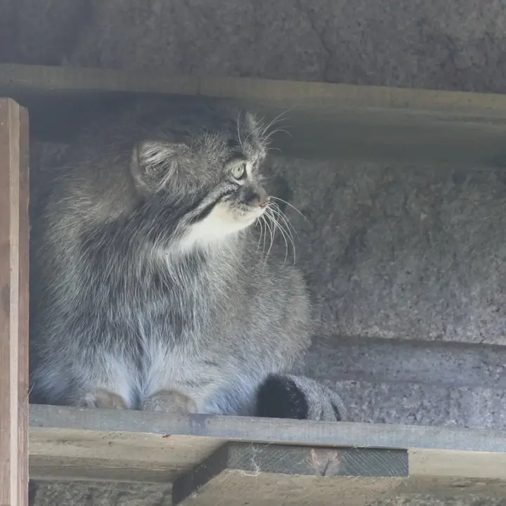 A photograph of a Pallas's cat in Moscow zoo