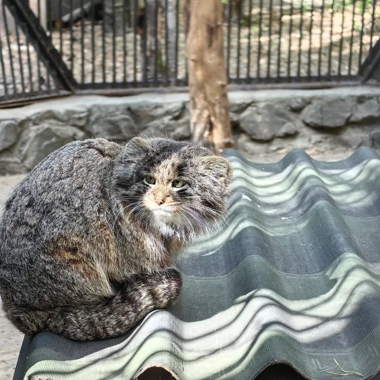 A photograph of Bandit in Novosibirsk Zoo