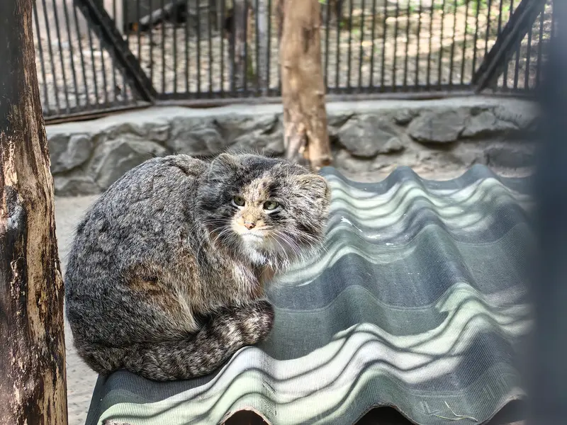 A photograph of Bandit in Novosibirsk Zoo