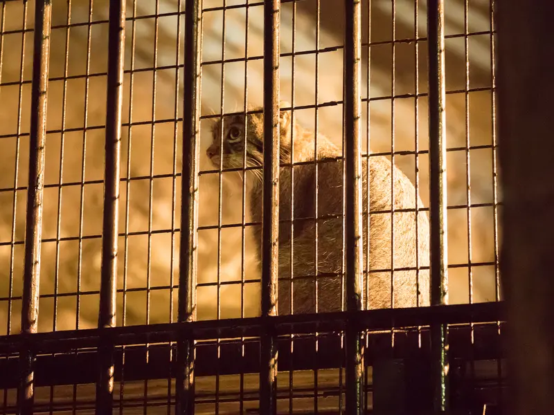 A photograph of Figa in Nogeyama Zoo