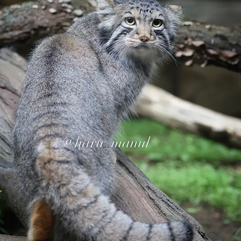 A photograph of Nagomu in Nasu Animal Kingdom