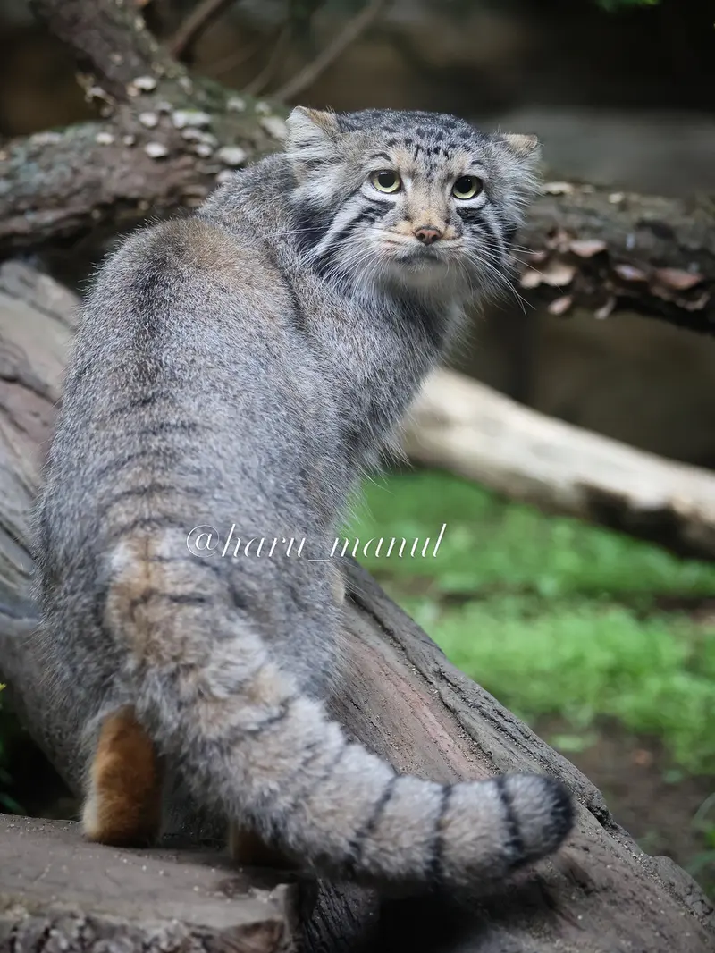 A photograph of Nagomu in Nasu Animal Kingdom
