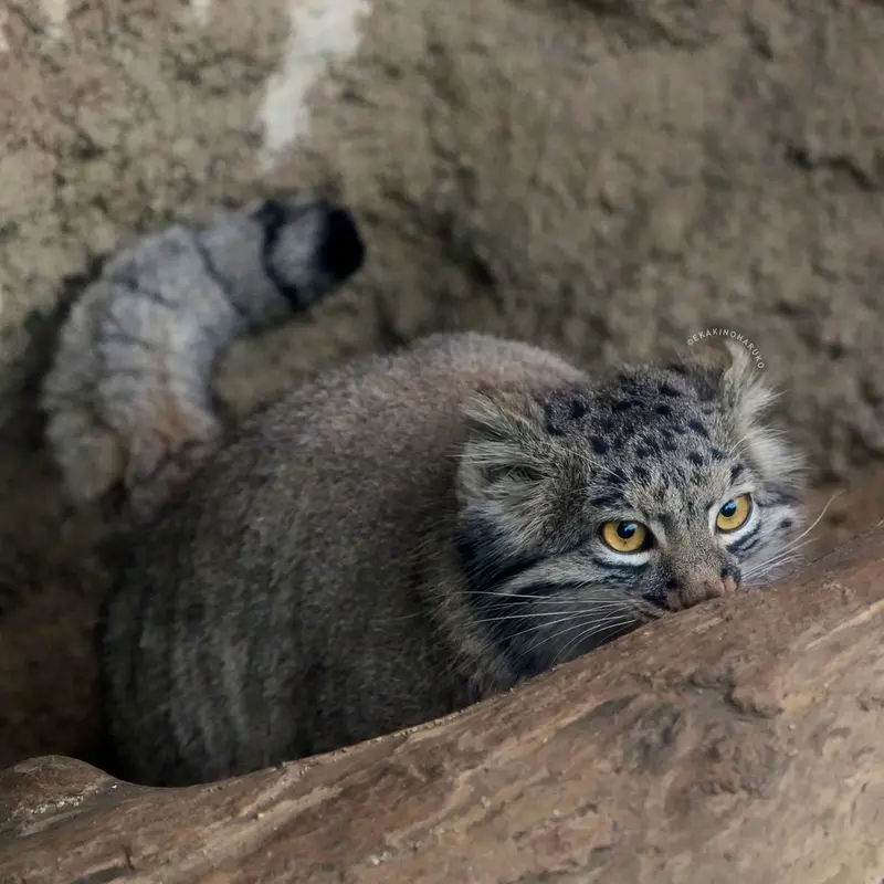 A photograph of Mei in Kobe Animal Kingdom