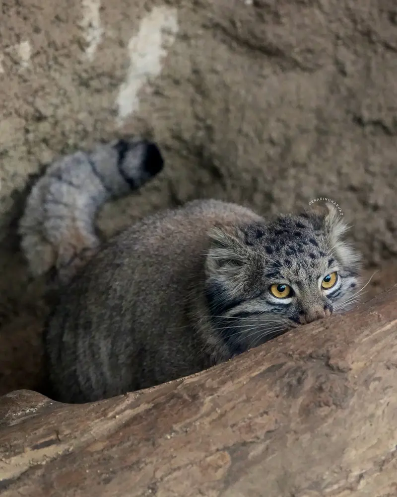 A photograph of Mei in Kobe Animal Kingdom